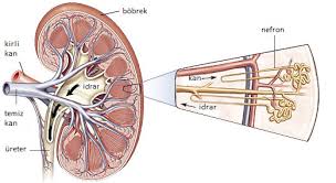 Böbreklerimiz